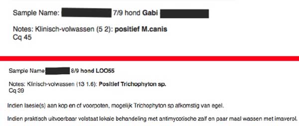 Positieve schimmel testen: microsporum canis en trichofyton